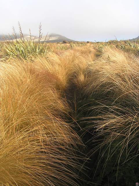 Steward Island 014.jpg
